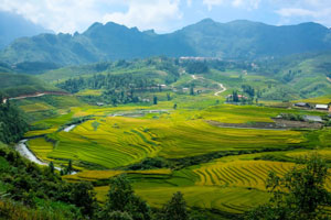 Rice paddy fields in sapa